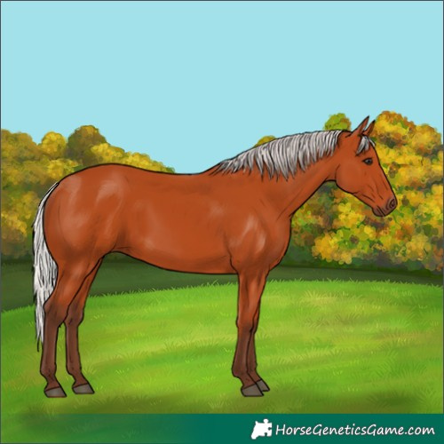 Horse Color:Silver Bay 