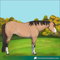 Horse Color:Bay Dun