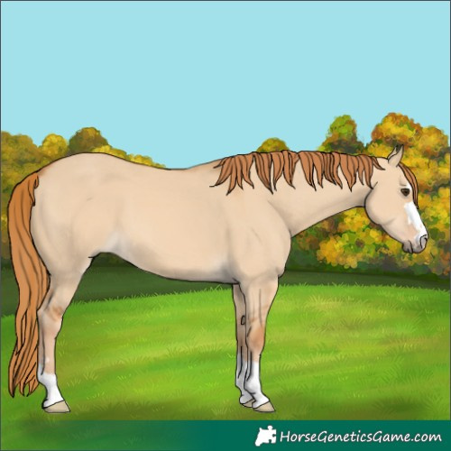 Horse Color:Red Dun 