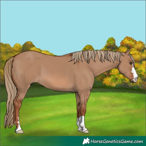 Horse Color:Red Dun 