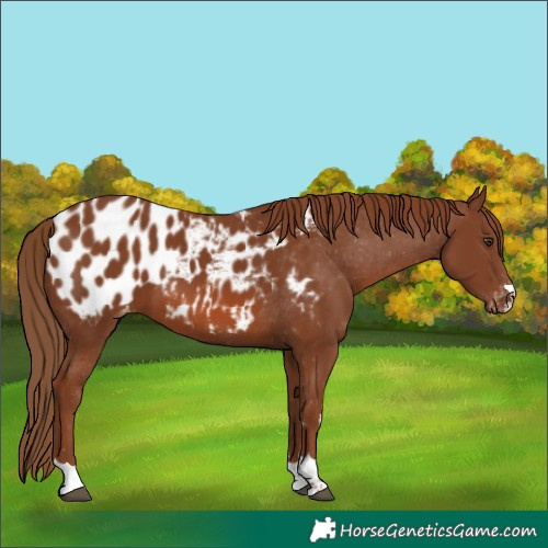 Horse Color:Chestnut Appaloosa 