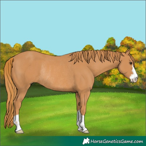 Horse Color:Chestnut Rabicano
