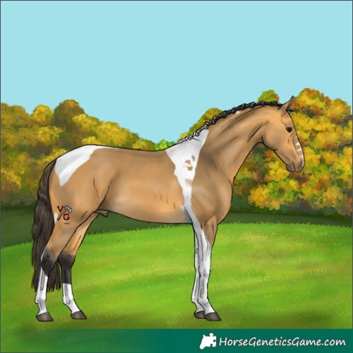 Horse Color:Unknown 