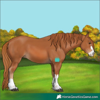 Horse Color:Chestnut 