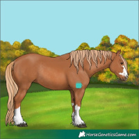 Horse Color:Chestnut Rabicano