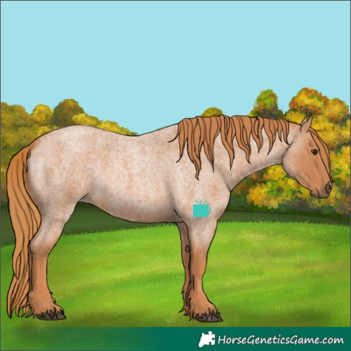 Horse Color:Red Roan Rabicano 