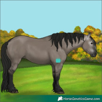 Horse Color:Gray Grullo