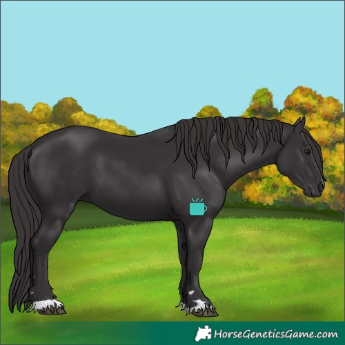 Horse Color:Smoky Black 