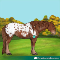 Horse Color:Chestnut Appaloosa