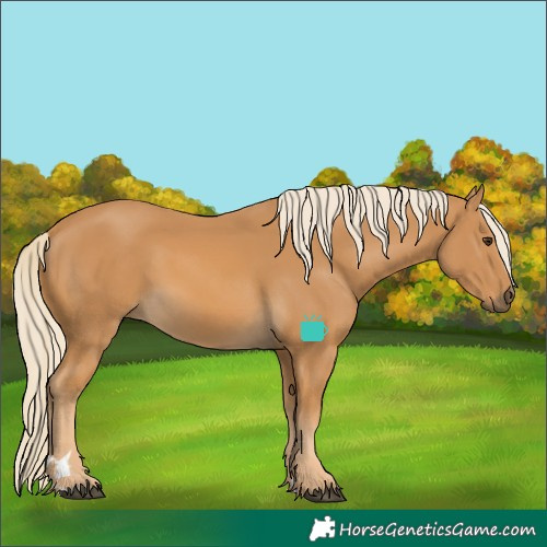 Horse Color:Palomino 