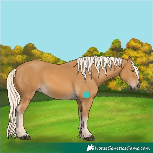 Horse Color:Palomino