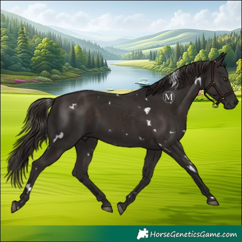 Horse Color:White Spotted Liver Chestnut 