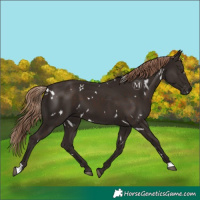 Horse Color:White Spotted Liver Chestnut