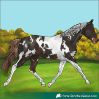 Horse Color:White Spotted Liver Chestnut Tobiano