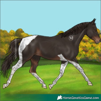 Horse Color:Liver Chestnut Tobiano