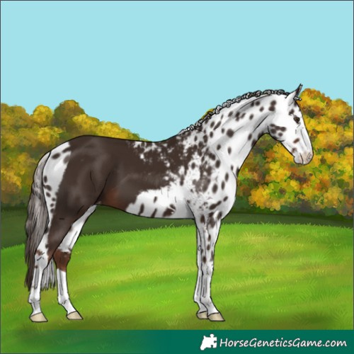 Horse Color:Liver Chestnut Skewed Appaloosa 