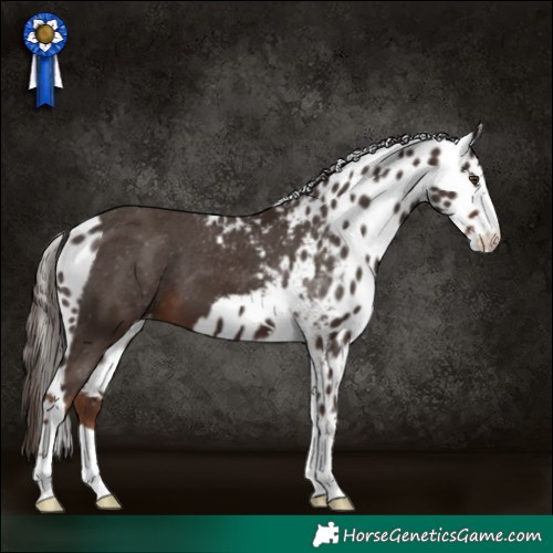 Horse Color:Liver Chestnut Skewed LP Spotted 