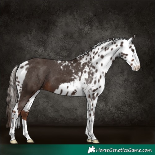 Horse Color:Liver Chestnut Skewed Appaloosa 
