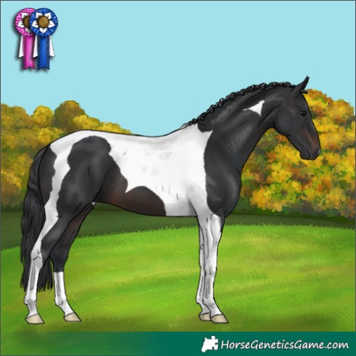 Horse Color:Brown Tobiano 