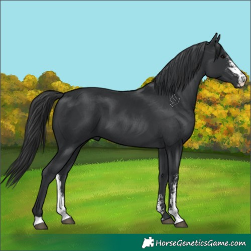 Horse Color:Black Sabino