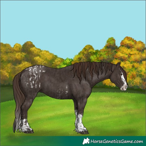 Horse Color:Liver Chestnut Sabino Splash Appaloosa  and Liver Chestnut Sabino Splash 