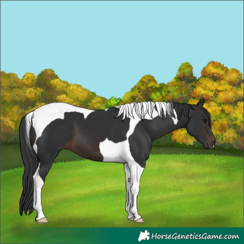 Horse Color:Brown Tobiano 