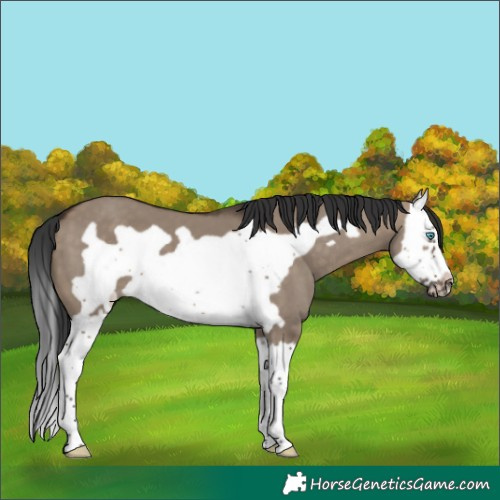 Horse Color:Brown Dun Splash Frame 
