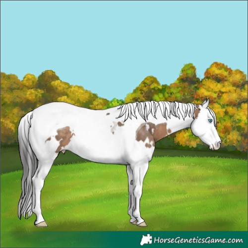 Horse Color:White Spotted Brown Dun Splash Tobiano 