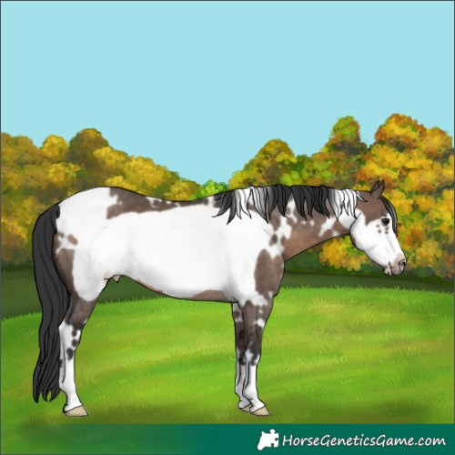 Horse Color:White Spotted Brown Dun Frame 