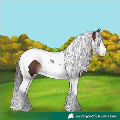 Horse Color:Bay Splash Tobiano