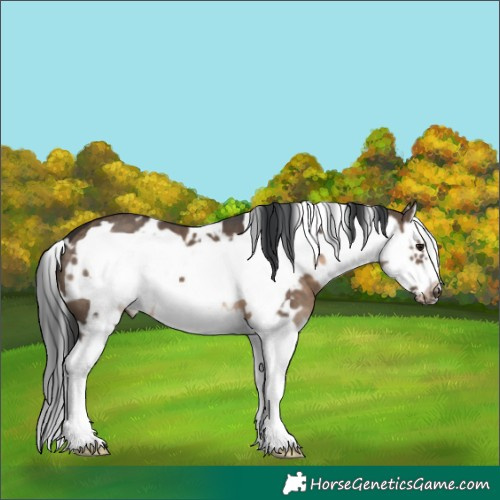 Horse Color:White Spotted Brown Dun Splash Frame 