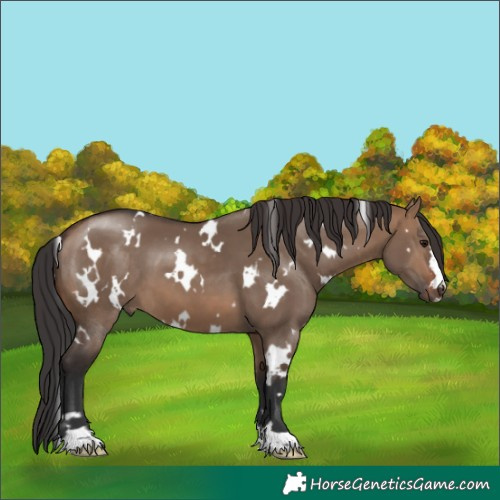 Horse Color:White Spotted Brown Dun 
