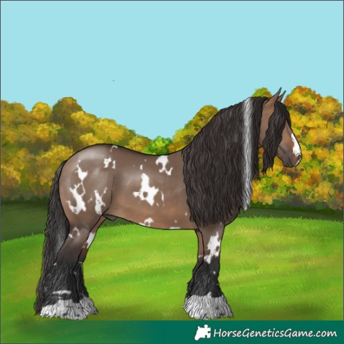 Horse Color:White Spotted Brown Dun 
