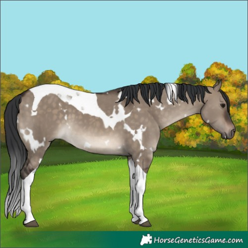 Horse Color:White Spotted Brown Dun Tobiano 