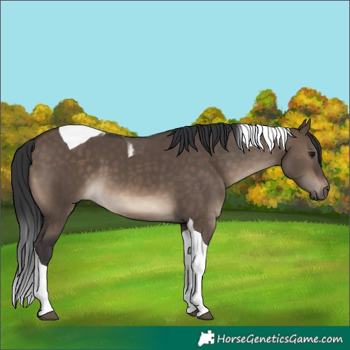 Horse Color:Brown Dun Tobiano 