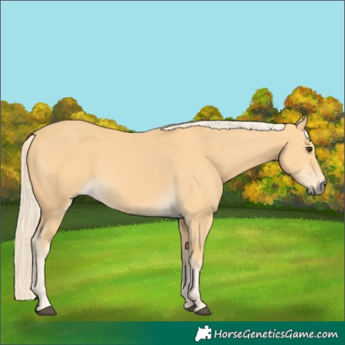 Horse Color:Palomino 