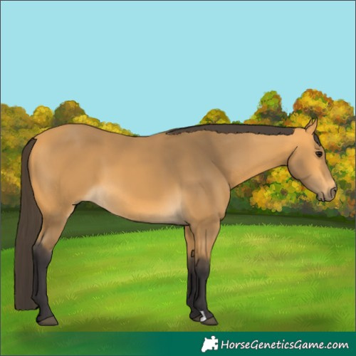 Horse Color:Buckskin