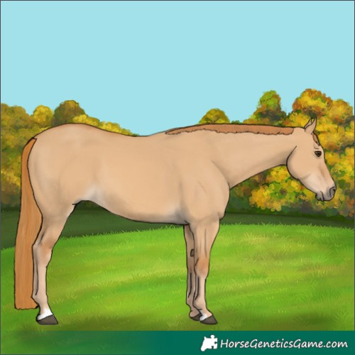 Horse Color:Red Dun 