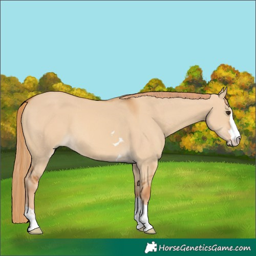 Horse Color:Red Dun 