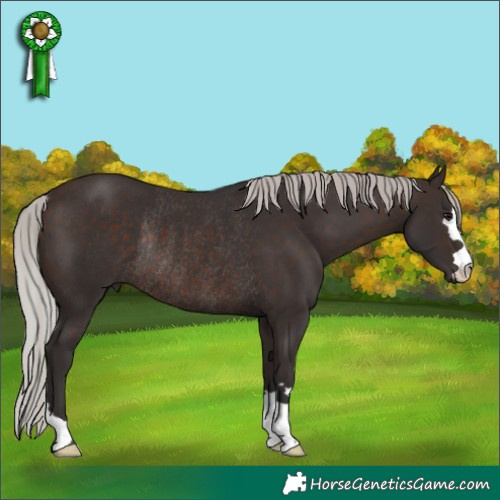 Horse Color:Silver Brown Rabicano 