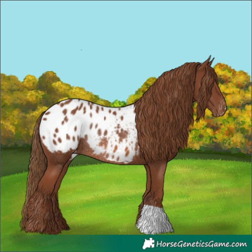 Horse Color:Chestnut Blanket Rabicano 