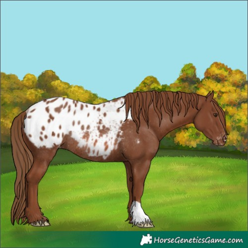 Horse Color:Chestnut Appaloosa Rabicano 