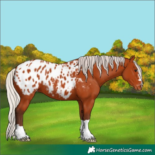 Horse Color:Silver Bay Appaloosa 