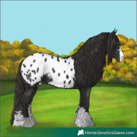 Horse Color:Liver Chestnut Appaloosa 