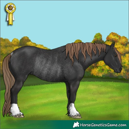 Horse Color:Liver Chestnut Rabicano 