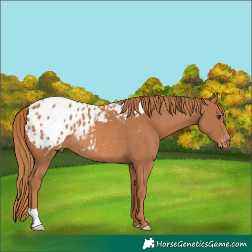 Horse Color:Chestnut Blanket Rabicano 