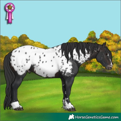 Horse Color:Brown Appaloosa 
