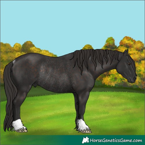 Horse Color:Liver Chestnut Rabicano 