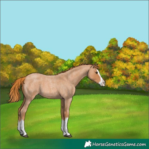 Horse Color:Red Roan Splash