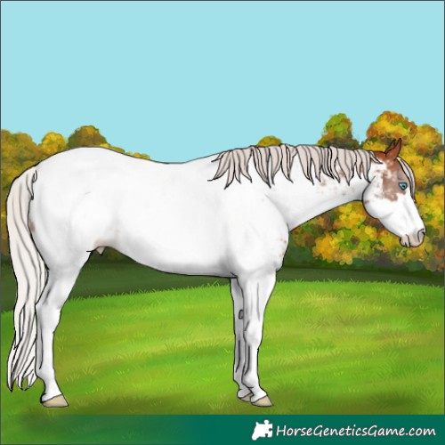 Horse Color:Silver Bay Splash Near Fewspot 